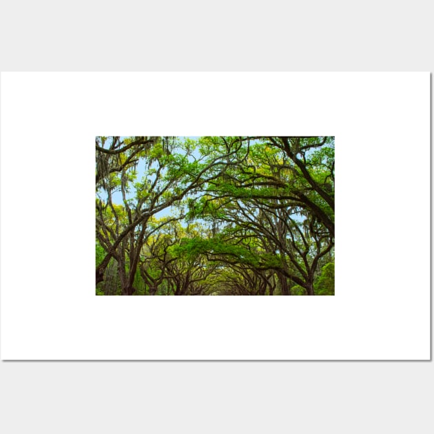 The Wormsloe Live Oaks, Savannah Wall Art by BrianPShaw